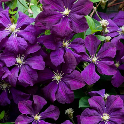 Клематис фиолетовый Этуаль Виолетт